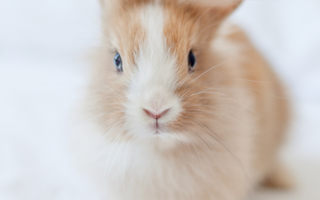 What is Cruelty-Free Beauty?