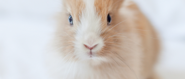 What is Cruelty-Free Beauty?